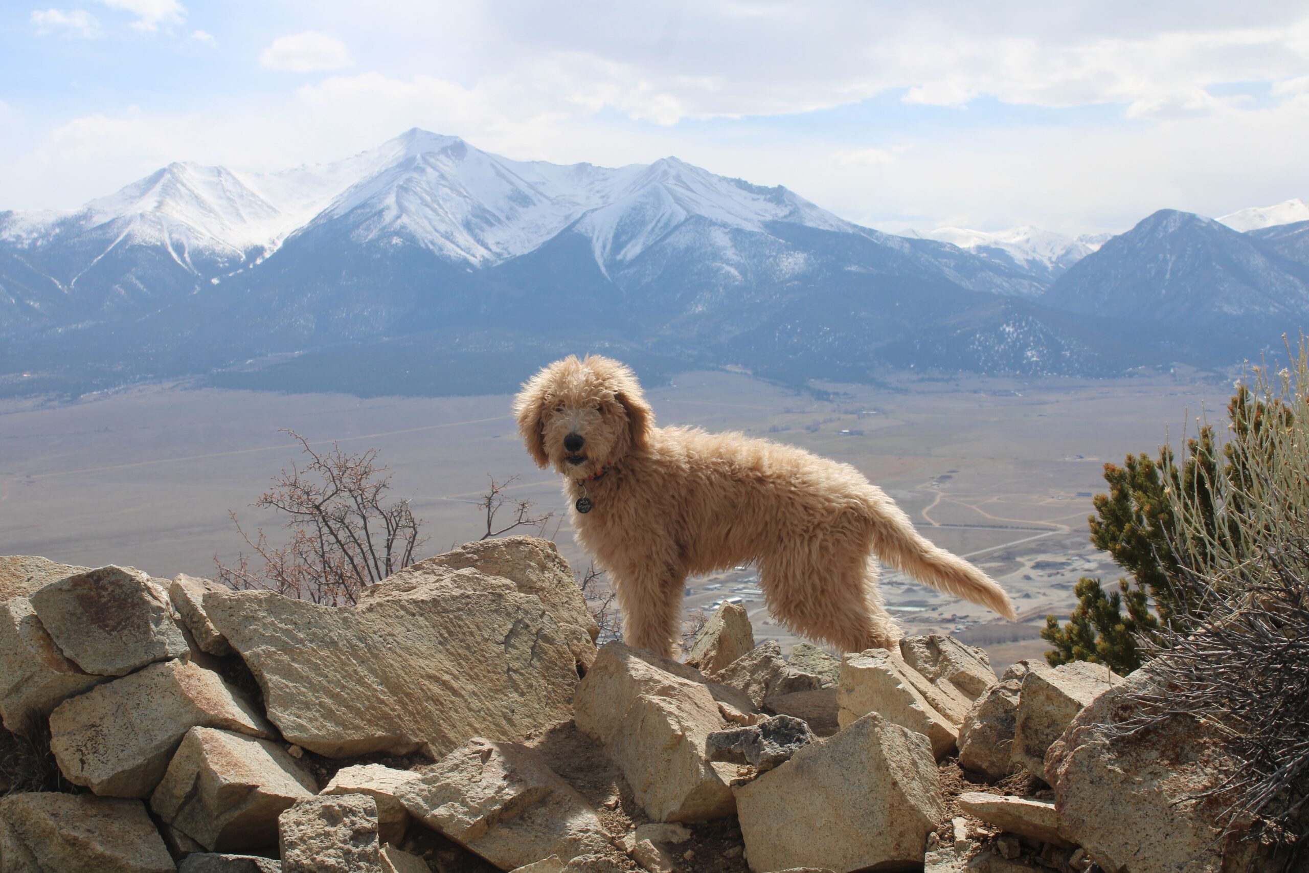 Utah Pet Safety: Heat, Winter Weather, Wildlife & Other Local Hazards